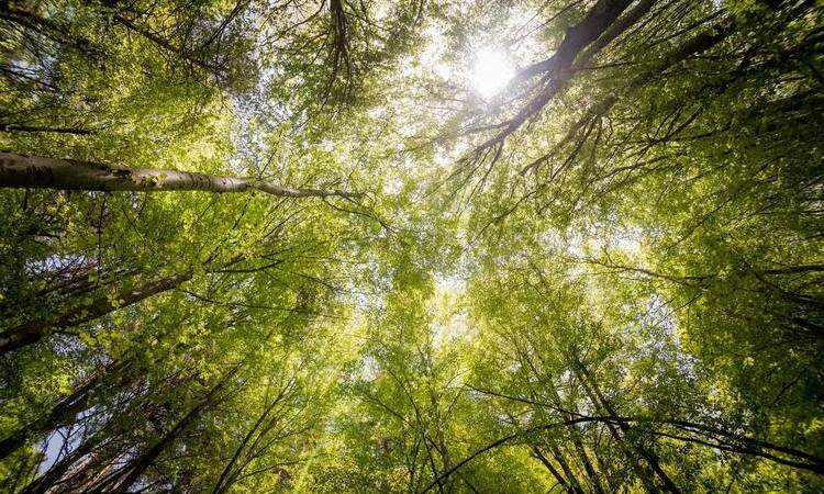 SCA-Aktie: Ist Europas größter Waldbesitzer ein Kauf?